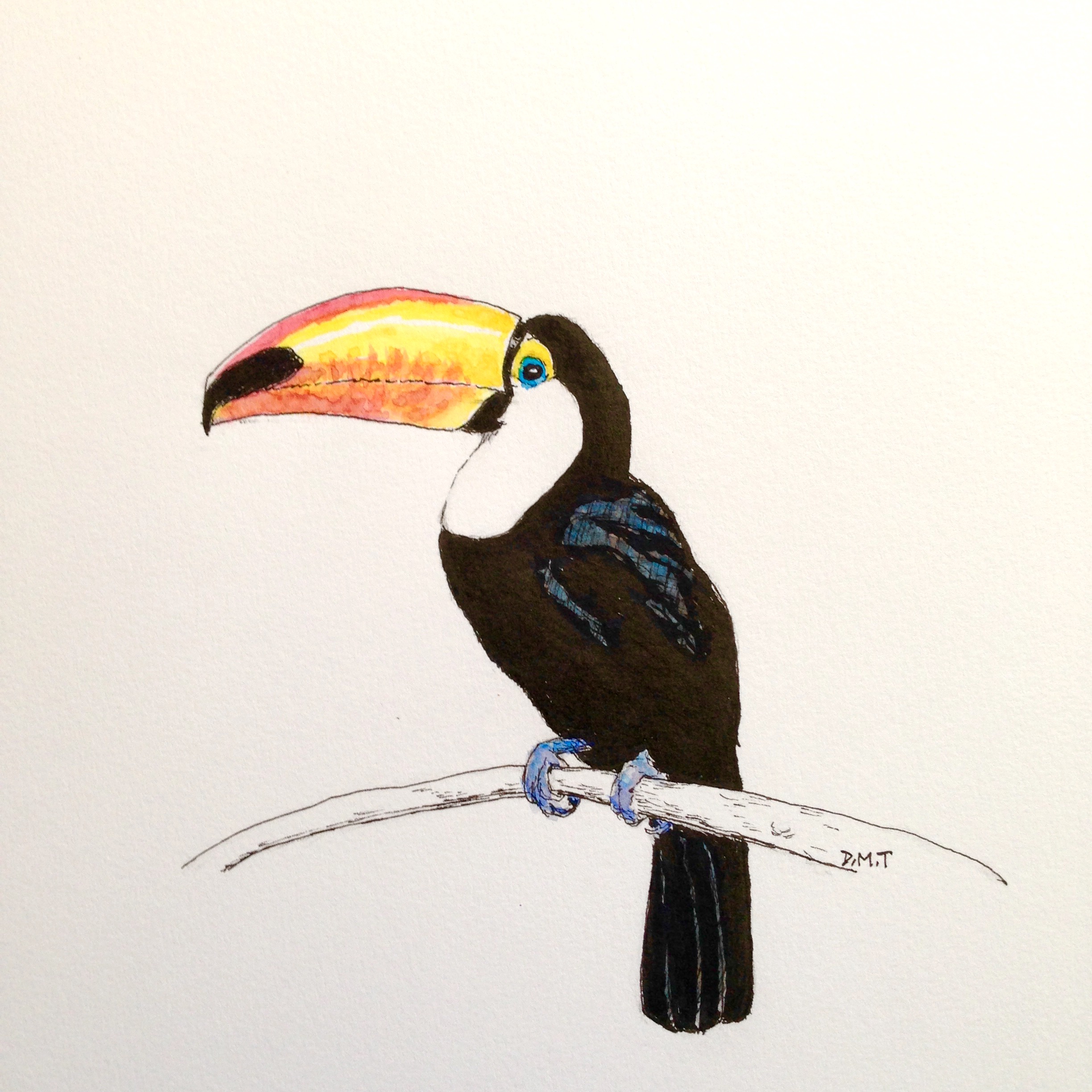 Toucan Bird Drawing