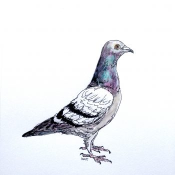 Daily drawing of a pigeon