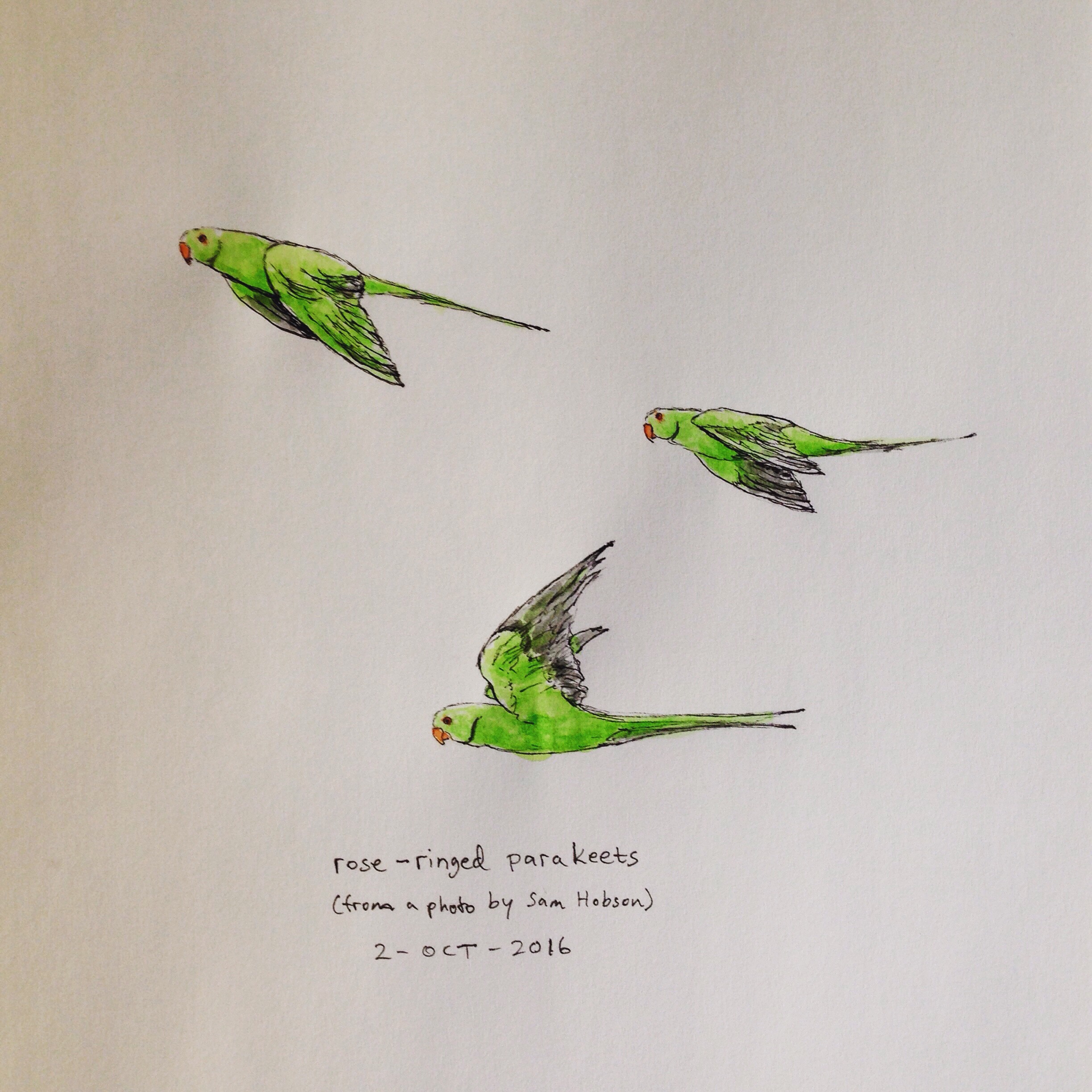 Ink and watercolor drawing of rose-ringed parakeets