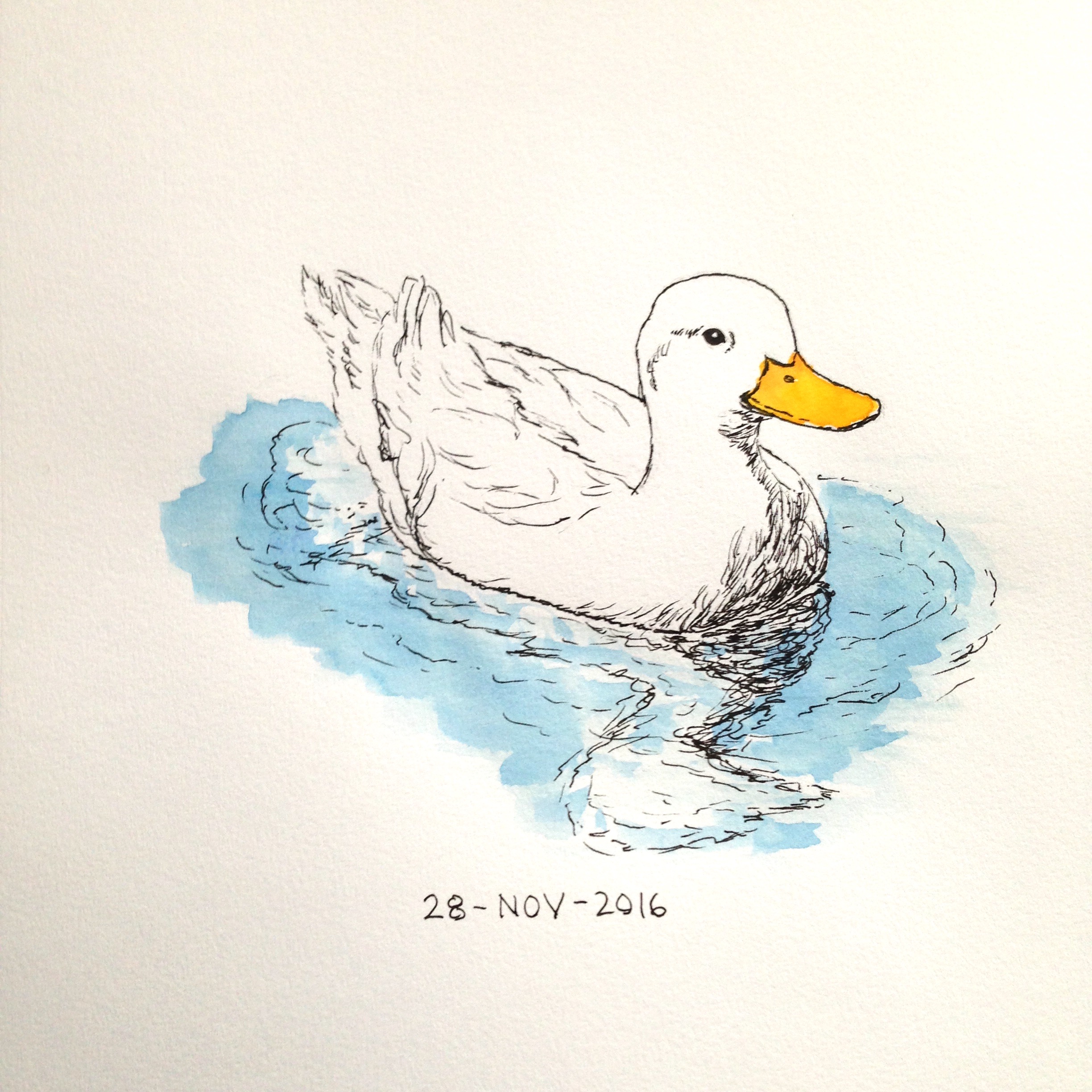 pen and watercolor duck drawing