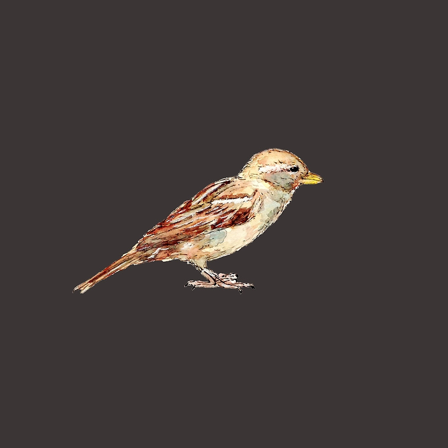 Available on Redbubble - pen and watercolor drawing of a sparrow