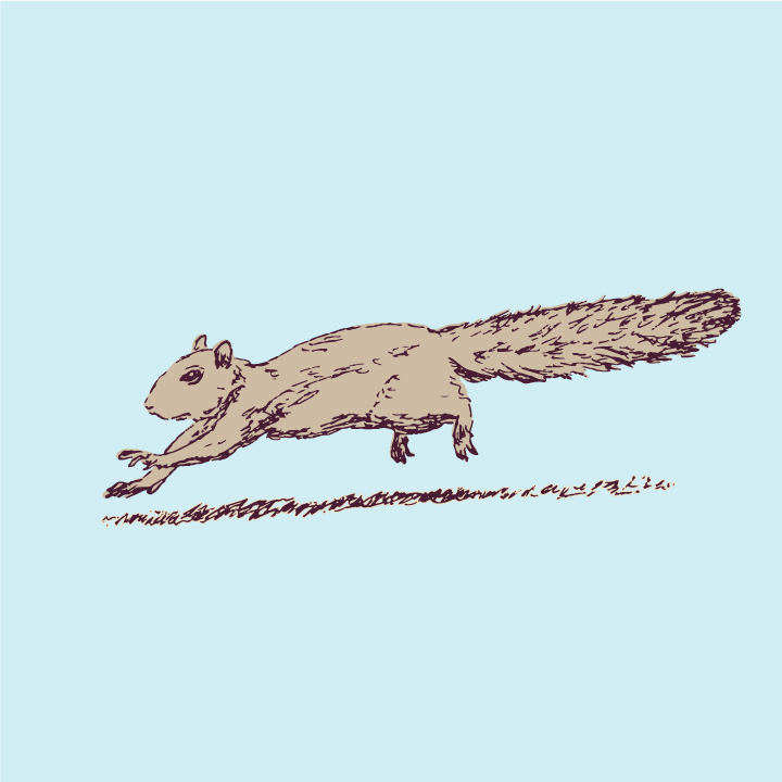 Drawing of a squirrel dashing across a lawn
