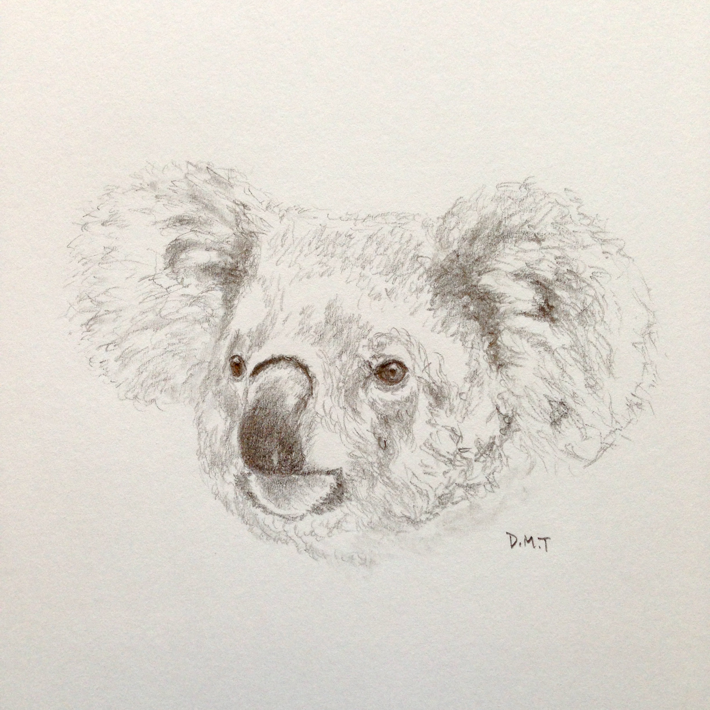 Pencil drawing of a koala