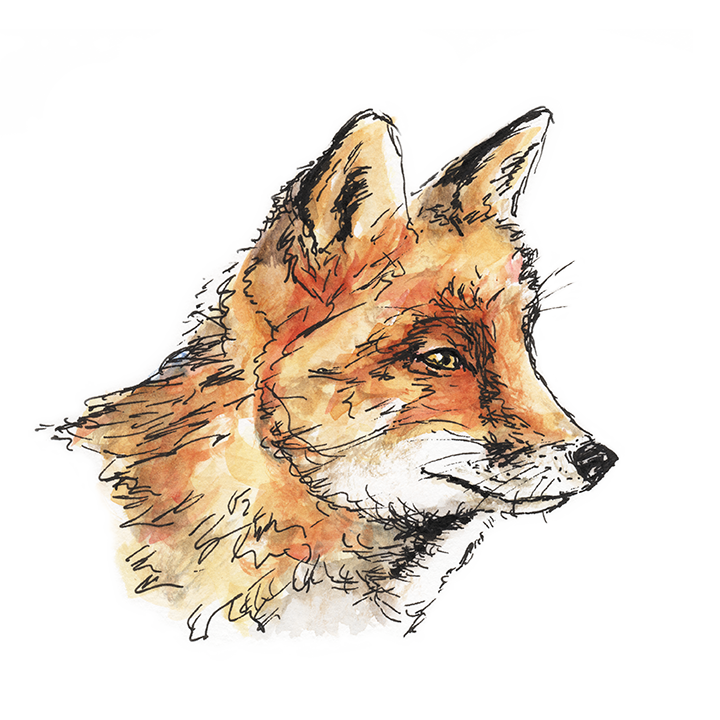 Pen and watercolor drawing of a fox