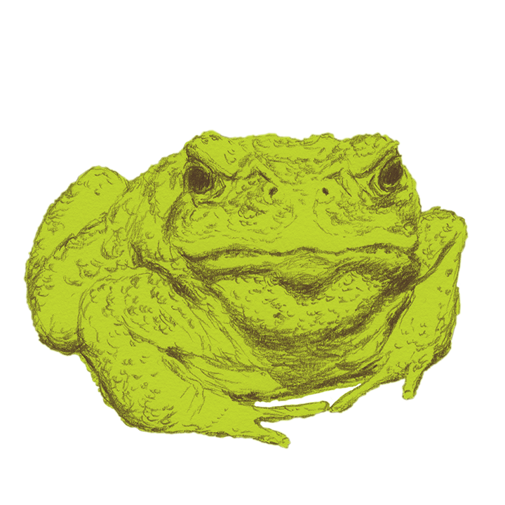Pencil drawn toad