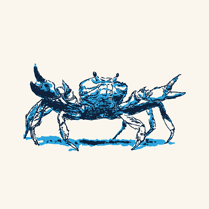 Blue crab with arms outstretched