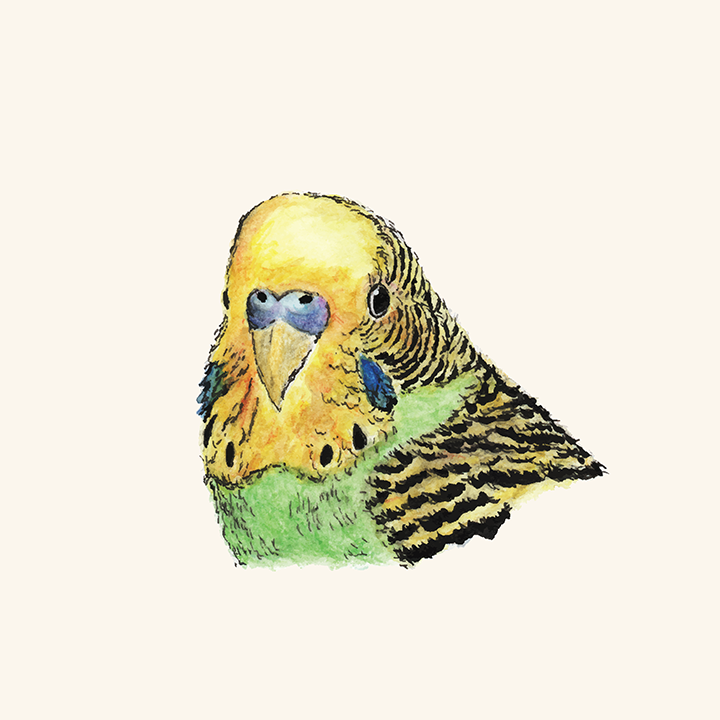 Pen and watercolor drawing of a green parakeet