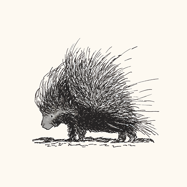Pen and ink drawing of a porcupine