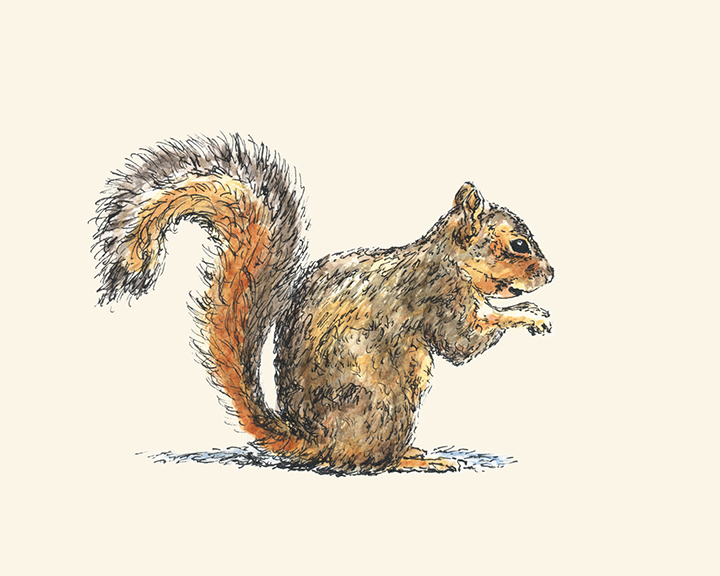 Sitting Squirrel pen and watercolor illustration