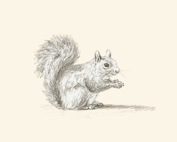 Squirrel's Lost Lunch pencil drawing