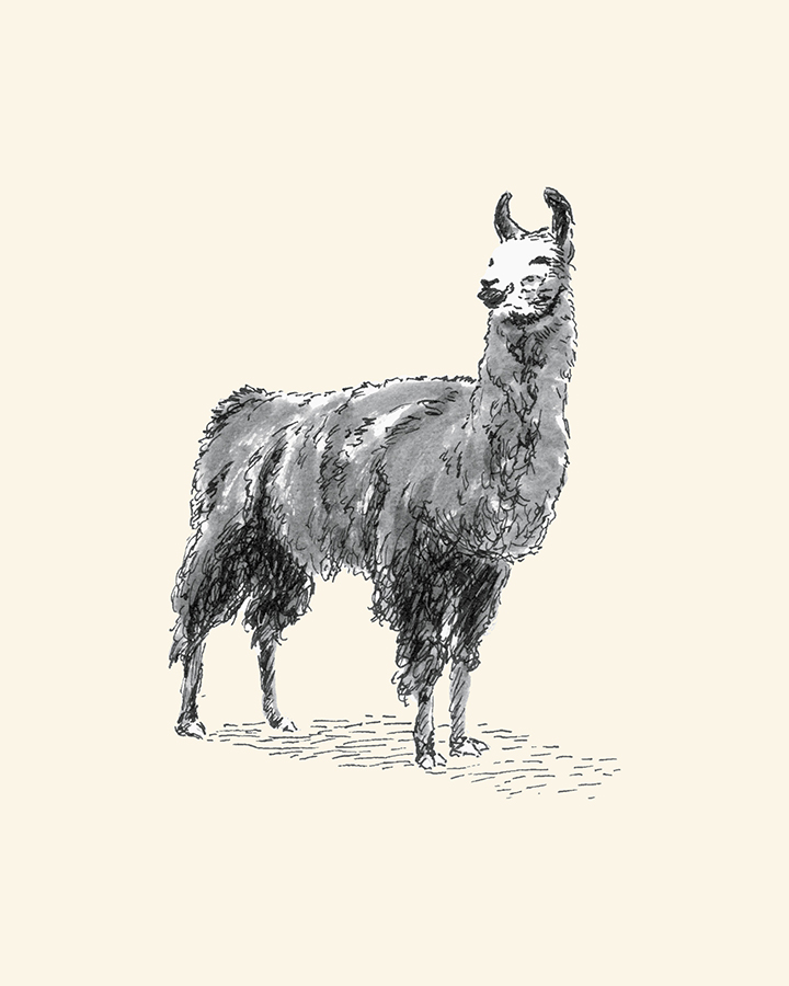Llama, pen and inkwash drawing