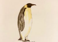 Inktober 2018, Day 29, Emperor Penguin