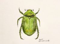 Inktober 2018, Day 30, Scarab Beetle