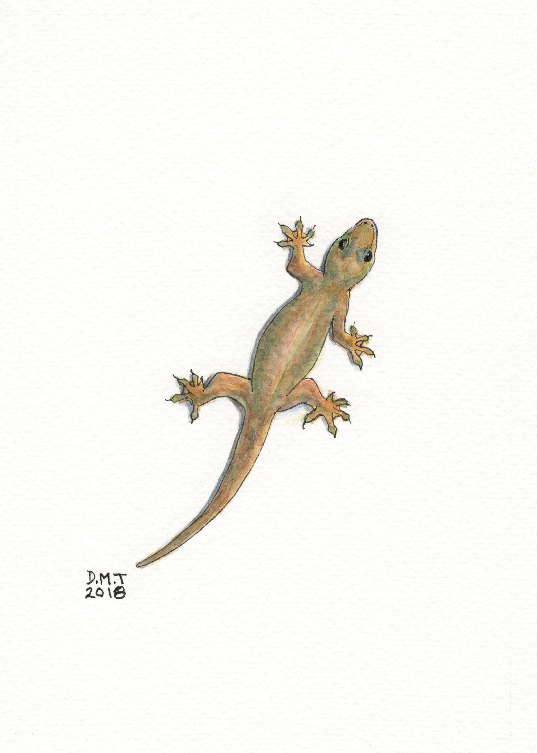 pen and watercolor drawing of a common house gecko
