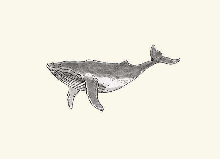 Humpback whale pen and ink drawing