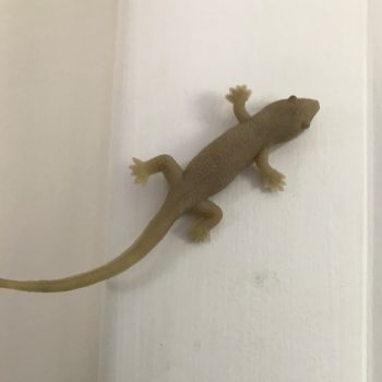 tiny rubber gecko
