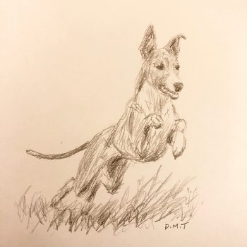 Whippet - pencil drawing