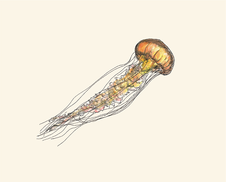 Pen and watercolor of a swimming jellyfish