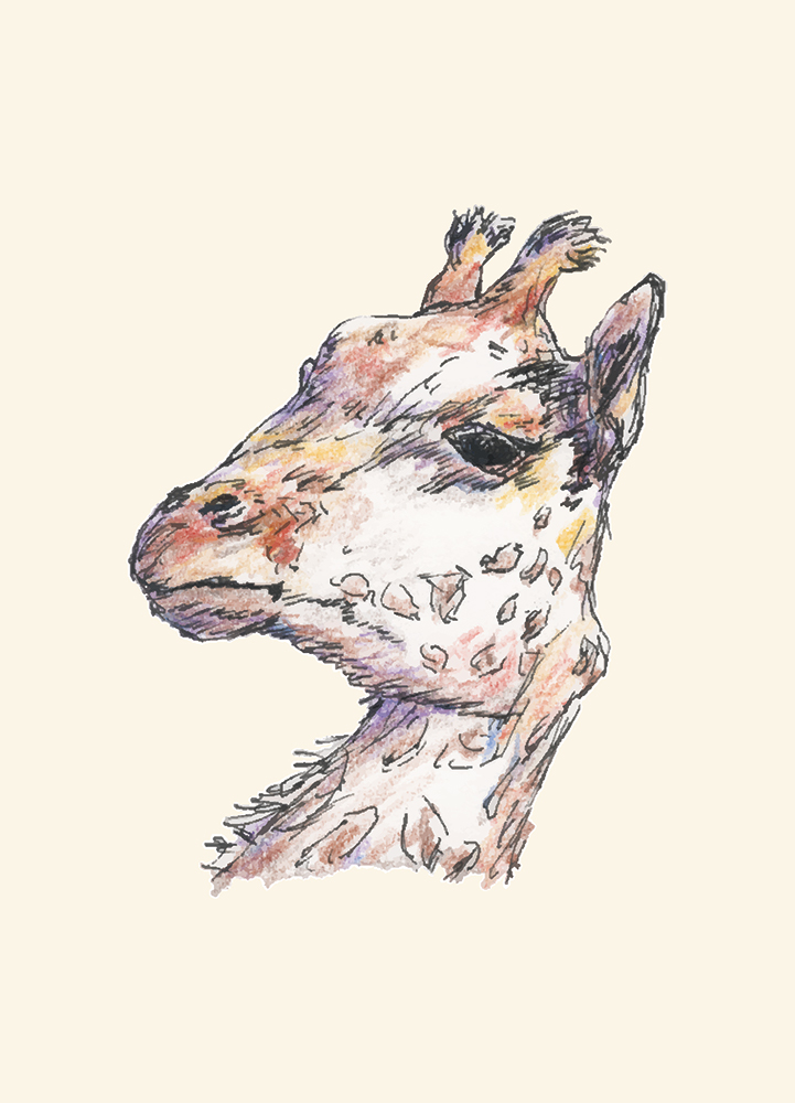 Pen and colored pencil giraffe drawing