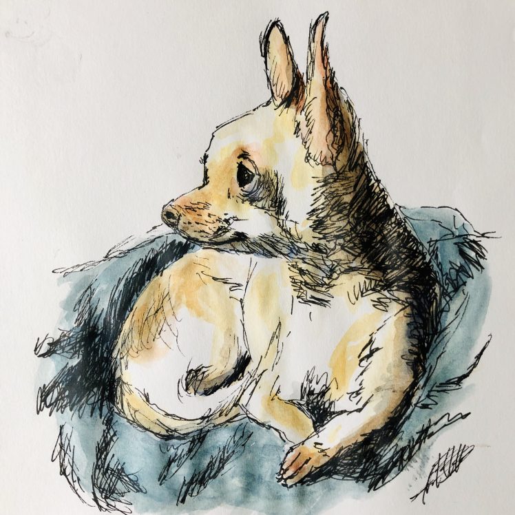 Pen and Watercolor Chihuahua