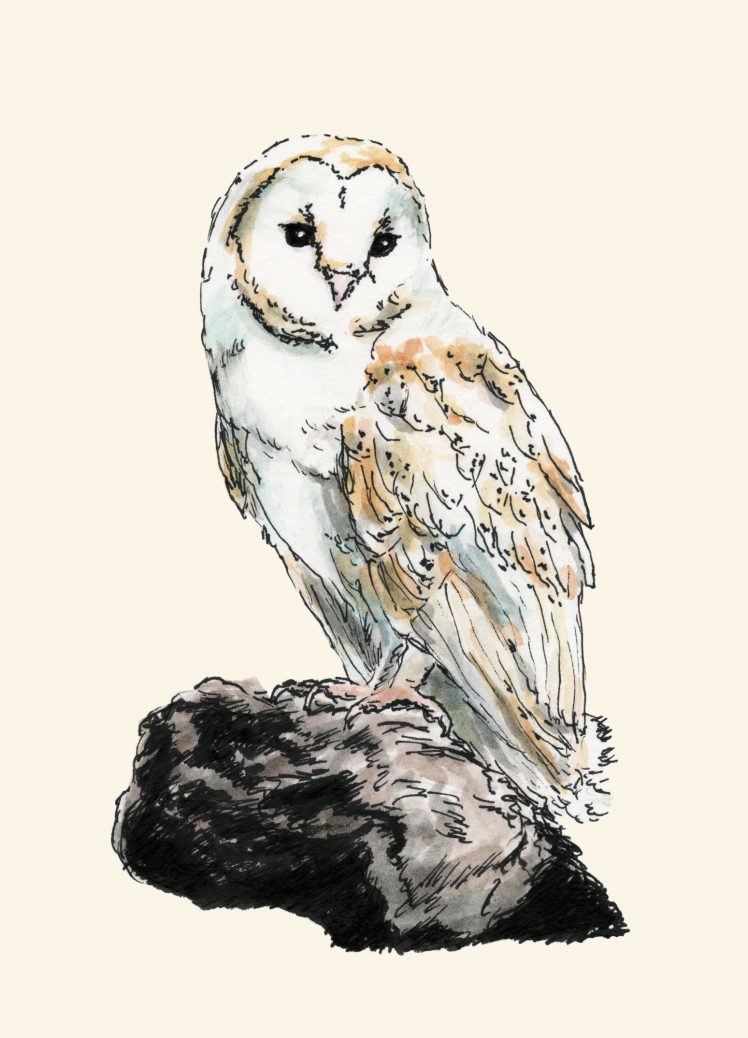 Barn Owl – Dan Tabata