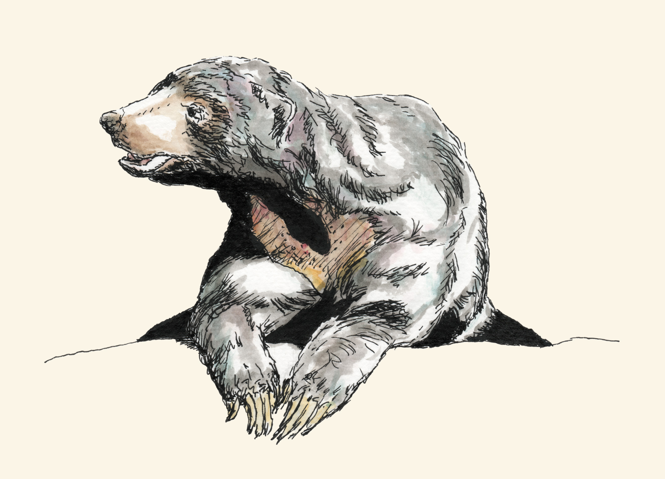 Sun Bear