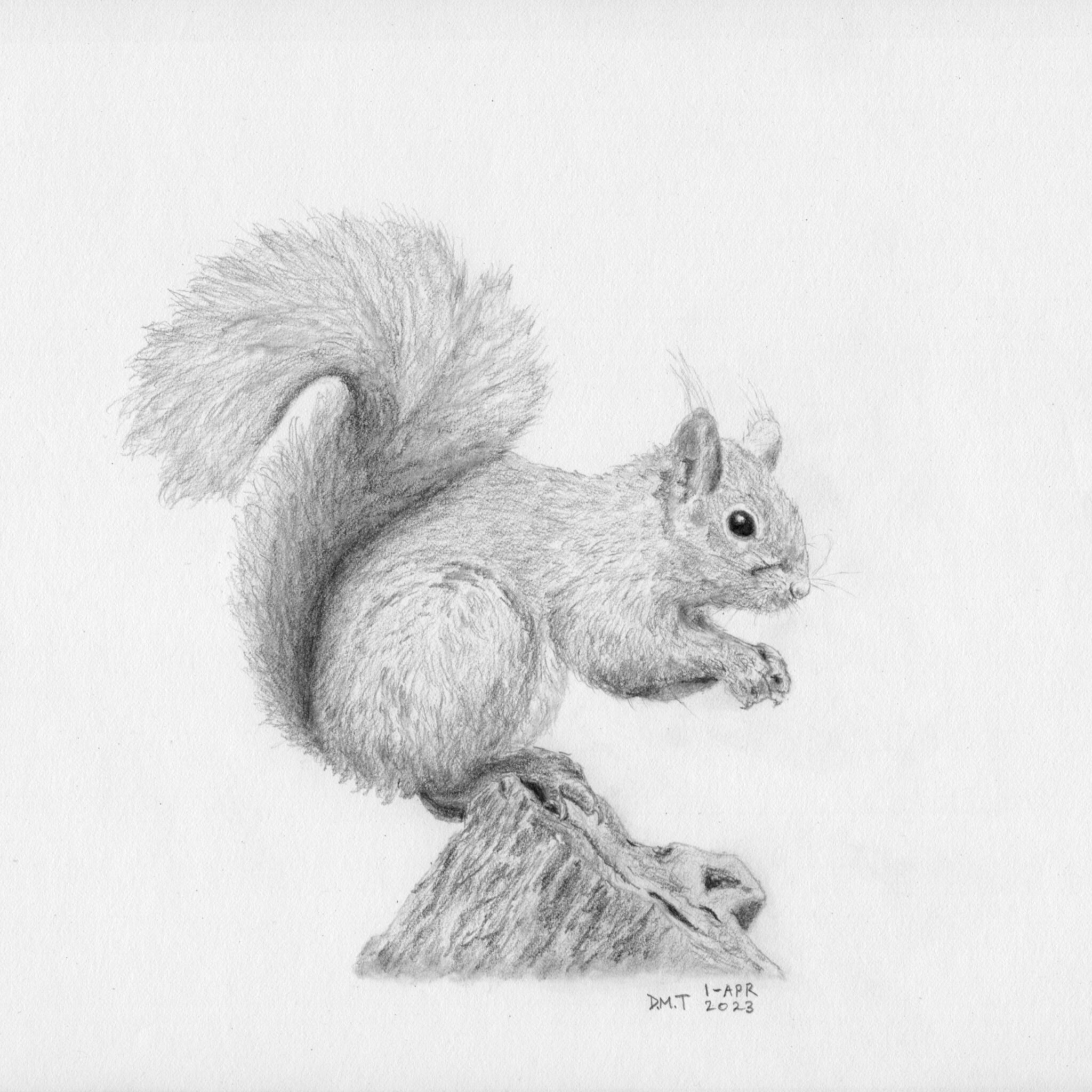 Red Squirrel – Dan Tabata